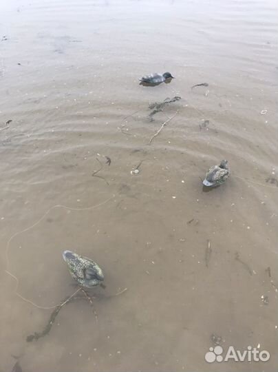 Чучела уток