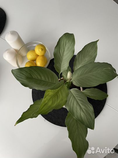 Спатифиллум spilt milk широкий лист, гофра