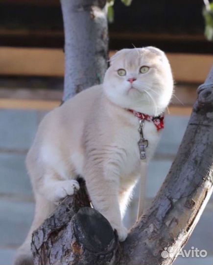 Шотландский вислоухий кот лиловое золото