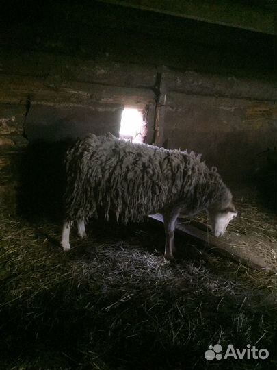 Овцы, бараны, ягнята