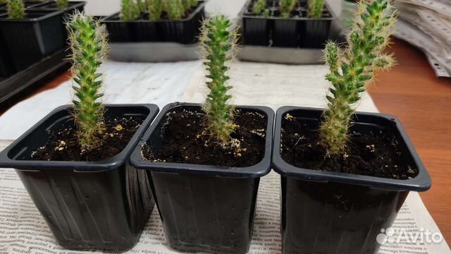 Кактус детки