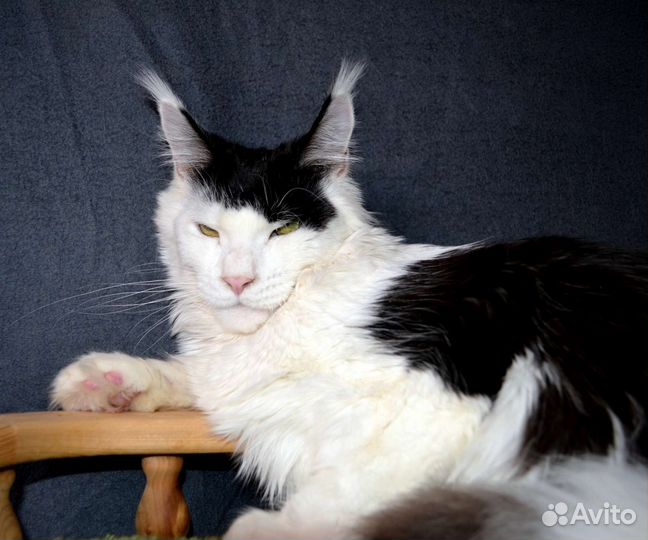 Кошка Мейн Кун