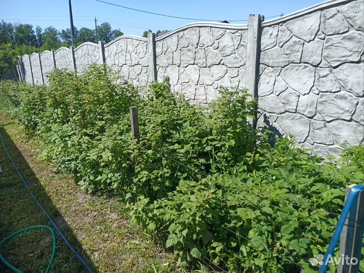 Гортензия розово-голубая и белая