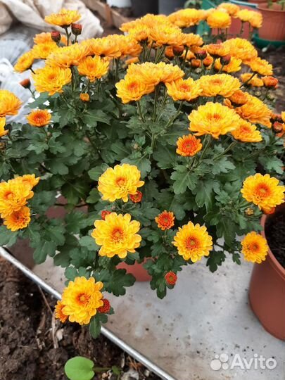 Хрезентема