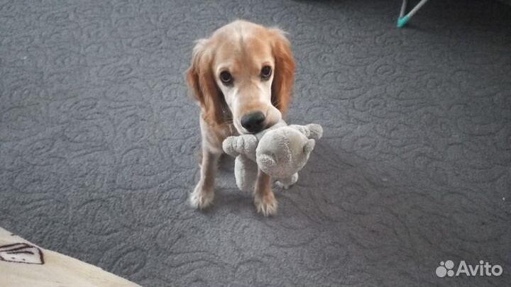 Собака в добрые руки