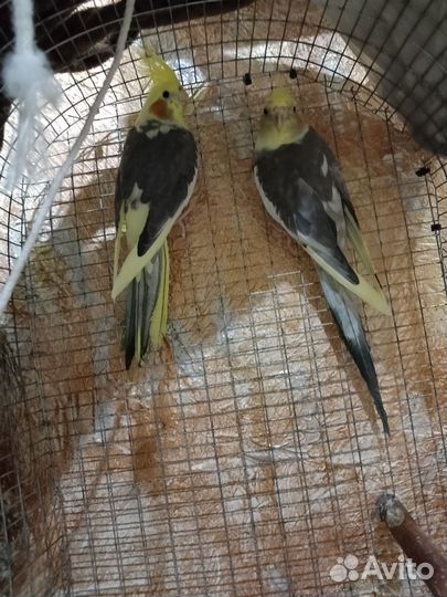 Попугай корелла парочка