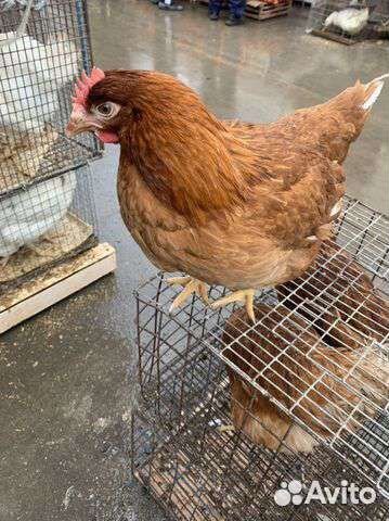 Куры молодка несушка 150 дней