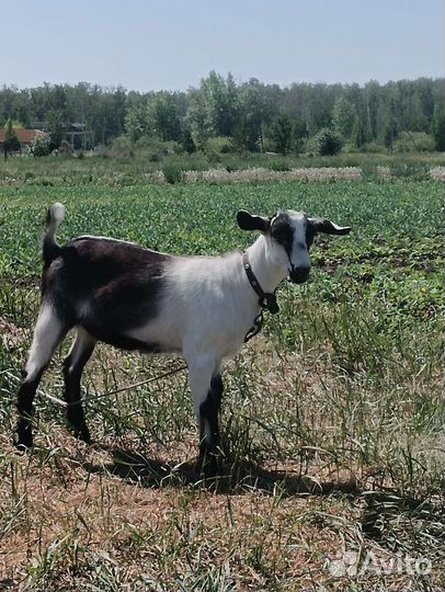 Дойная коза, козлята