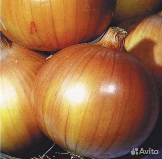 Лук репчатый от Производителя