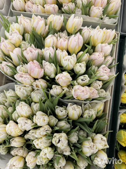 Букет из Тюльпанов (Голландия)