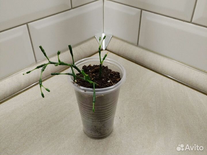 Продам цветы комнатные