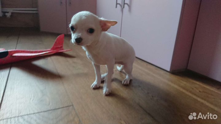 Девочка чихуахуа гладкошерстная