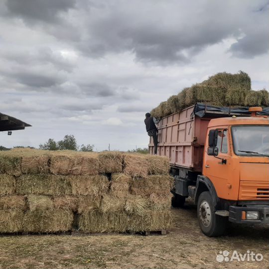 Тюки Солома Горох Ячмень Пшеница Рулоны