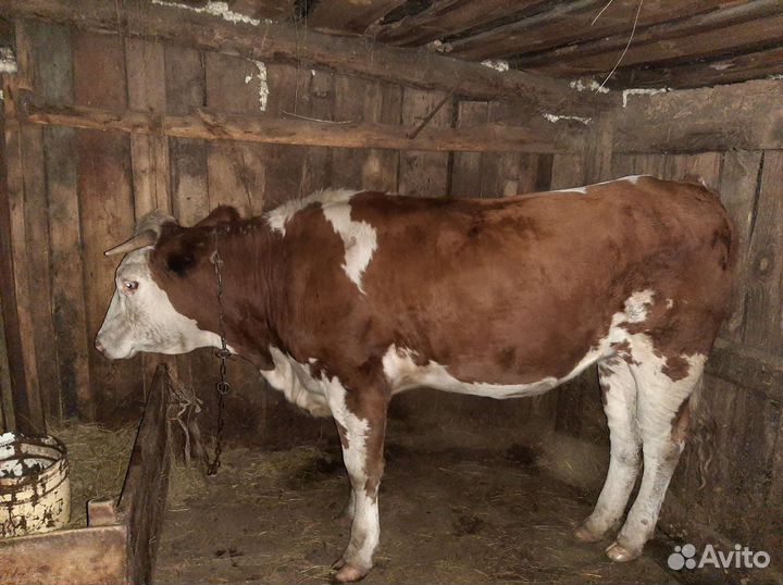 Телки стельные