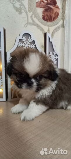 Щенки пекинеса