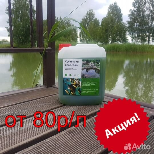 Хлорелла живая