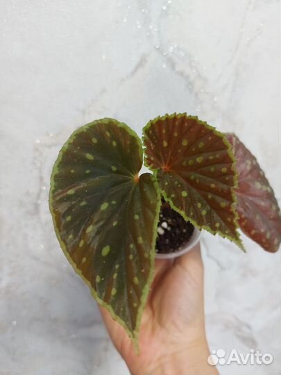 Бегония Queen constellation