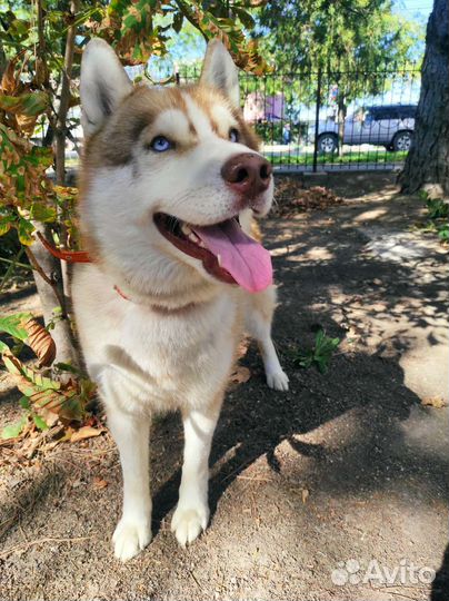 Сибирский хаски вязка