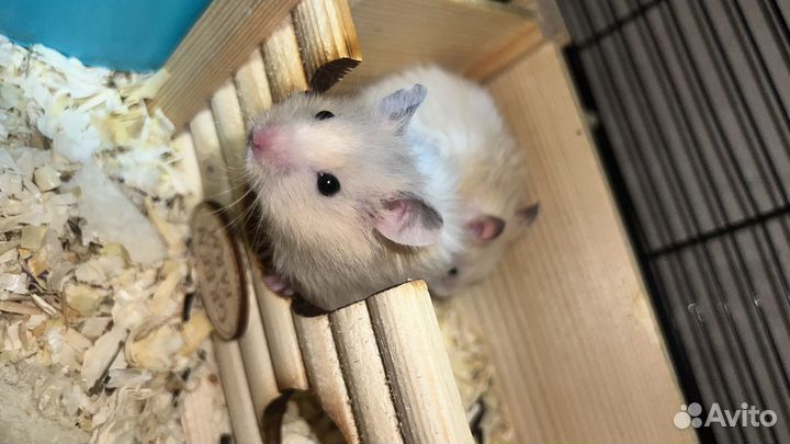 Сирийские хомяки бесплатно