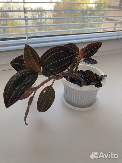 Орхидея лудизия