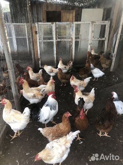 Куры несушки и молодые петушки