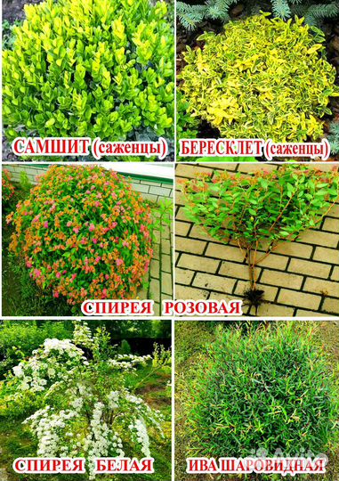 Форзиция кустики