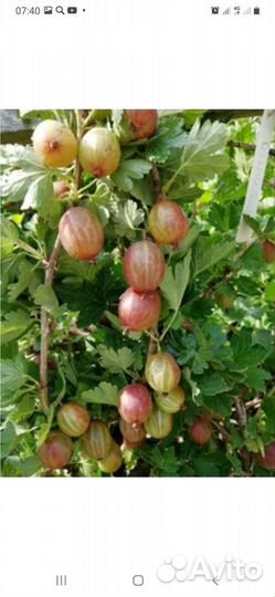 Красная смородина ягоды