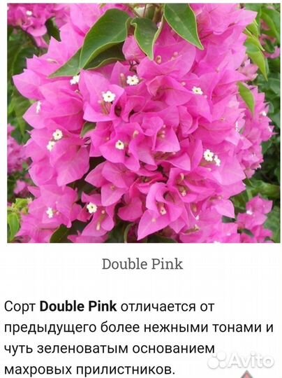 Бугенвиллия черенки