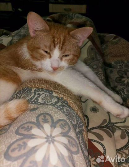 Кот Барсик кастрирован