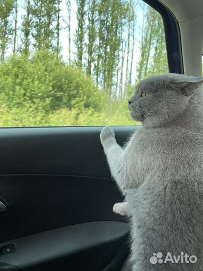 Шотландский кот на вязку