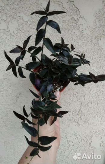 Традесканция Gibasis Jose puig