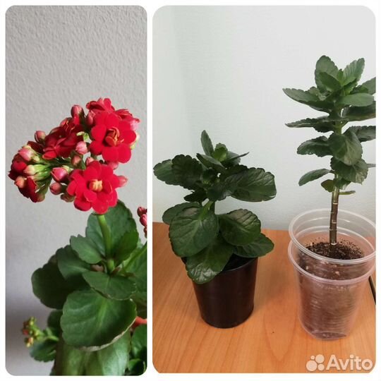 Комнатные цветы