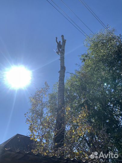 Спил деревьев, кронирование, корчевание, вывоз