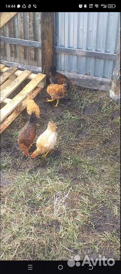 Молодые петушки