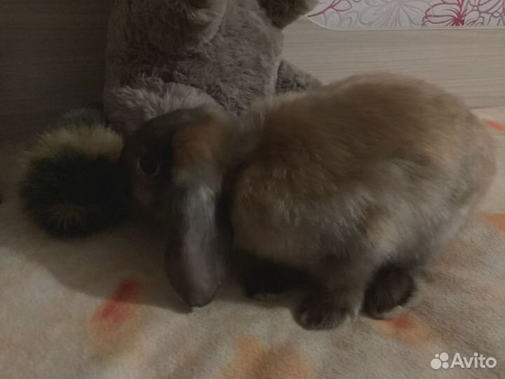 Вислоухий карликовый кролик