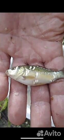 Зеркальный карп, амур малек, сеголетка