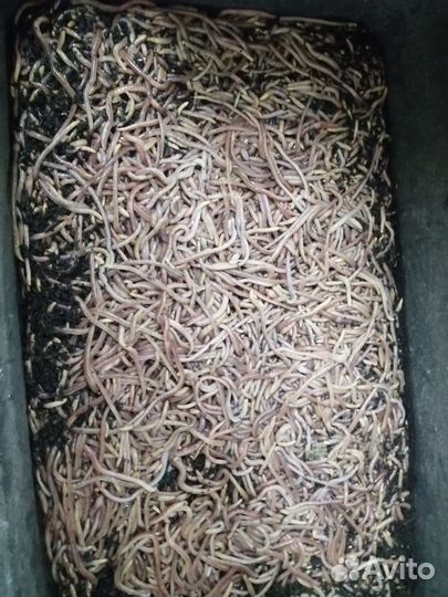 Натуральный биогумус от червей