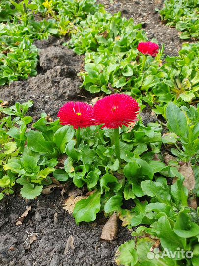 Рассада цветов