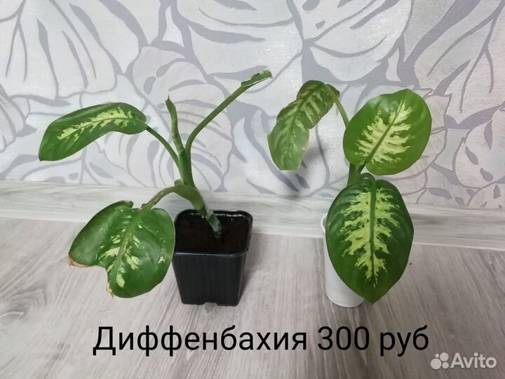 Диффенбахия, комнатные цветы