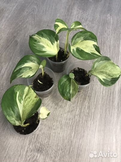 Комнатные растения