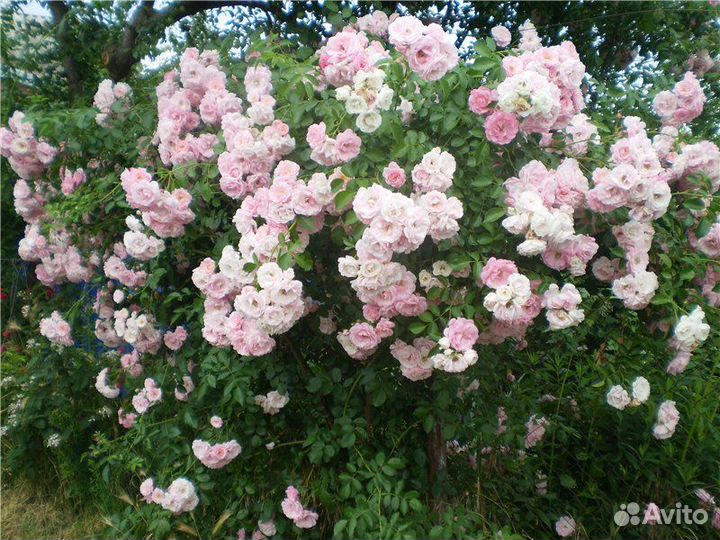 Роза Букет Парфе, Динки, Эльмшорн и др мускусные
