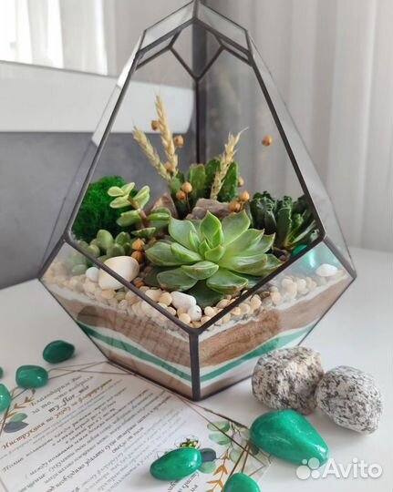 Подарок суккуленты