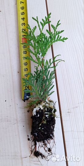 Укорененные черенки туи, можевельника