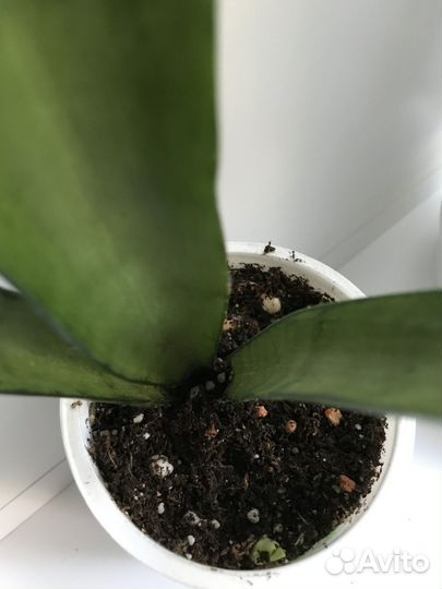 Сансевьерии