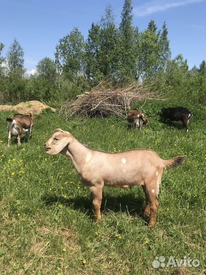 Процентные Нубийские козочки и козлики