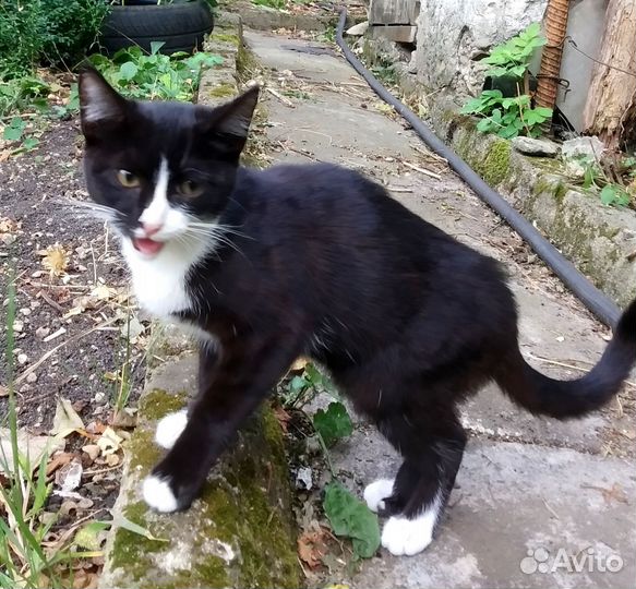 Кошка в дар