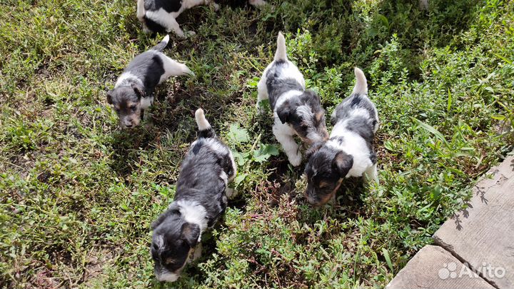 Фокстерьер