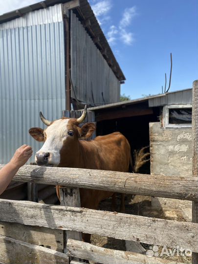 Корова высокоудойная