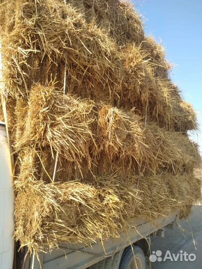 Солома в тюках рисовая