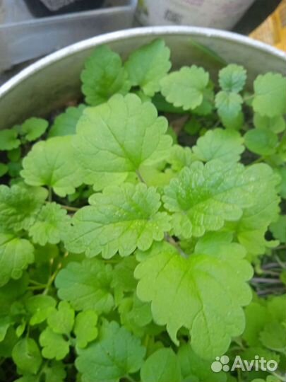 Рассада базилика и мелиссы